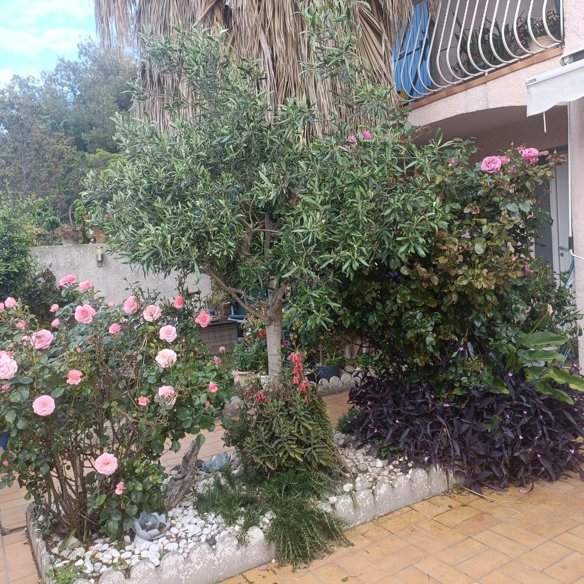 Studio Clair, Climatise Avec Jardin Et Parking Perpignan Cameră foto